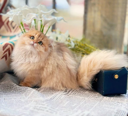 Munchkin Longhair