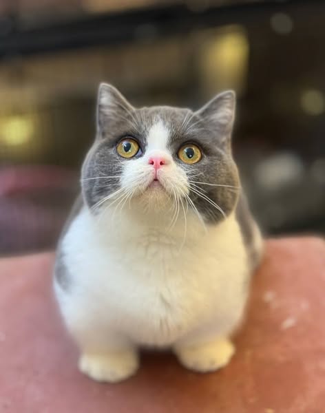 Munchkin