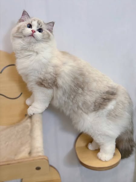 Ragdoll