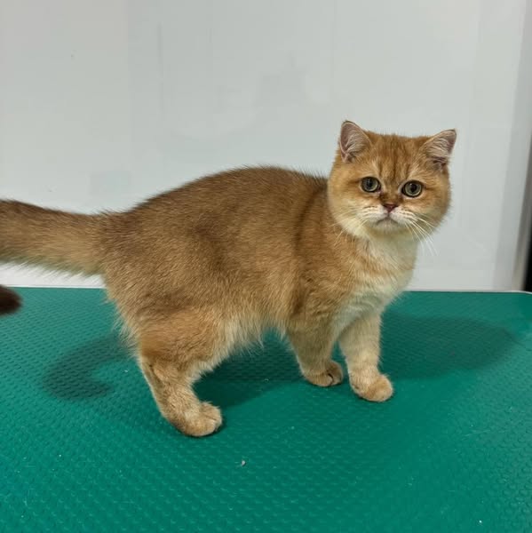 British Shorthair