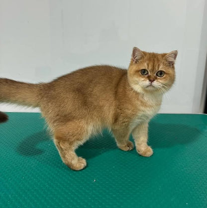 British Shorthair