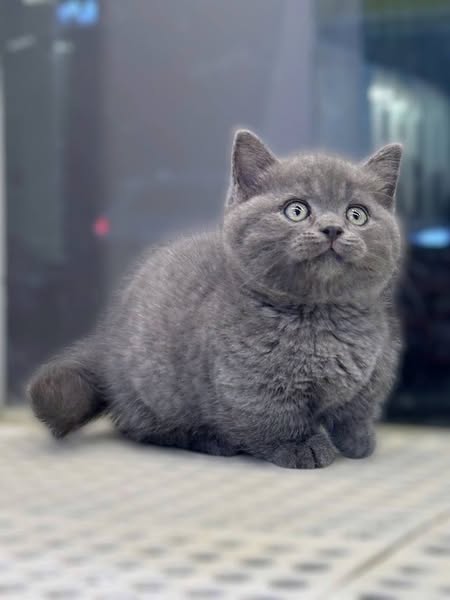 Munchkin