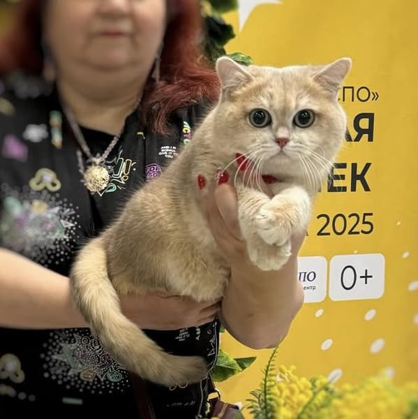 British Shorthair