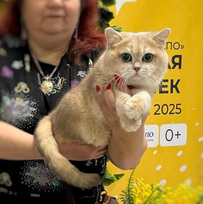 British Shorthair