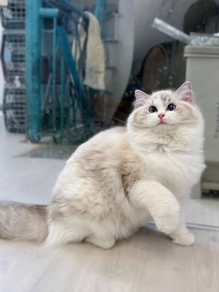 Ragdoll