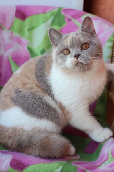 British Shorthair