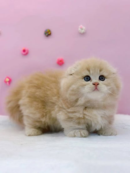Munchkin Fold Longhair