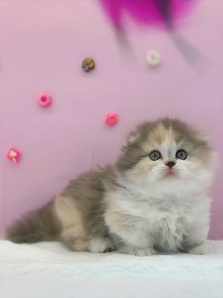 Munchkin Fold Longhair