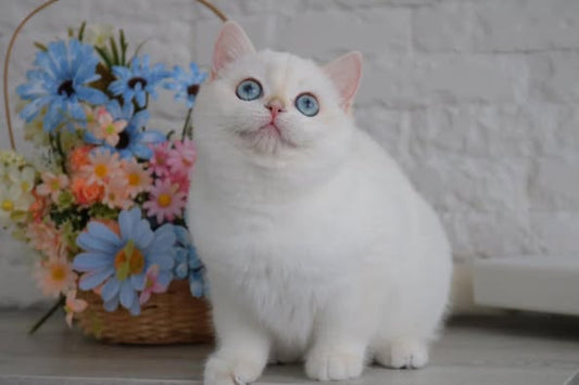 British Shorthair