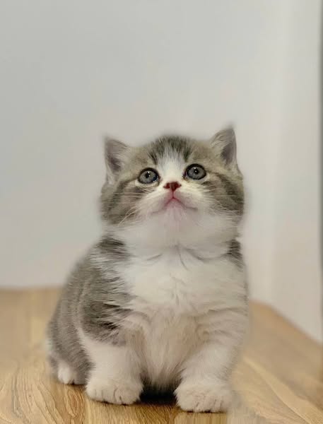 Munchkin