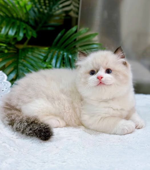 Ragdoll