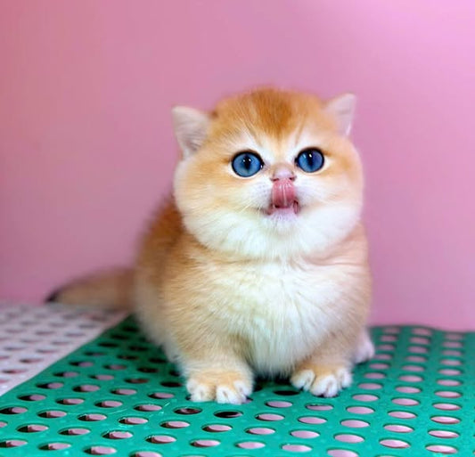 Munchkin