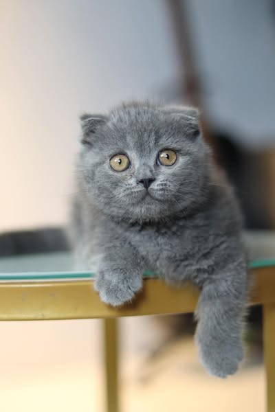 Munchkin Fold