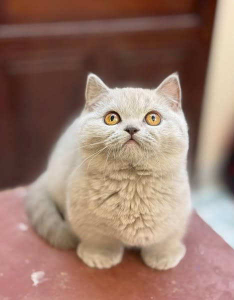 Munchkin