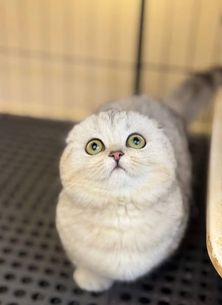 Munchkin Fold