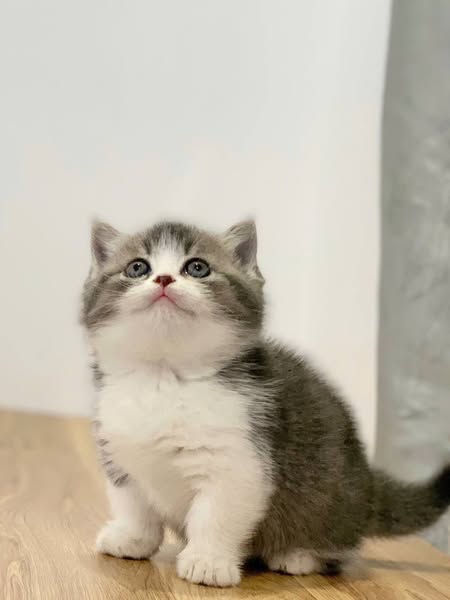 Munchkin