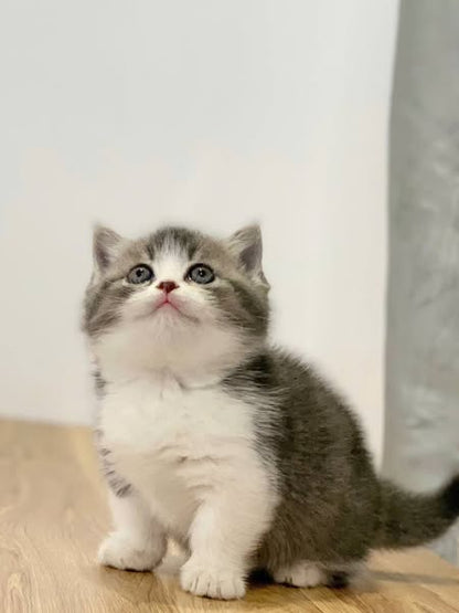 Munchkin