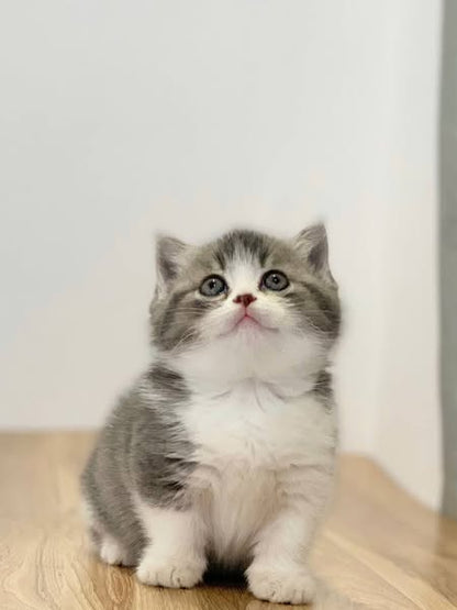 Munchkin