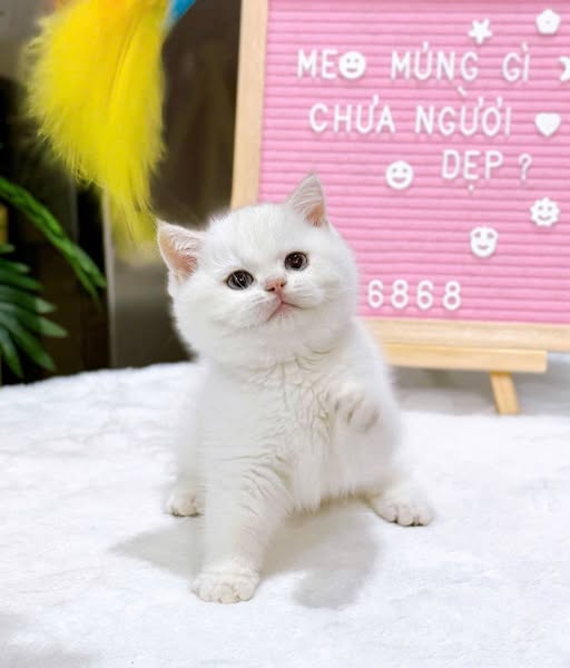 British Shorthair