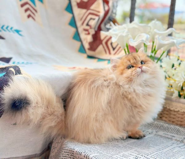 Munchkin Longhair