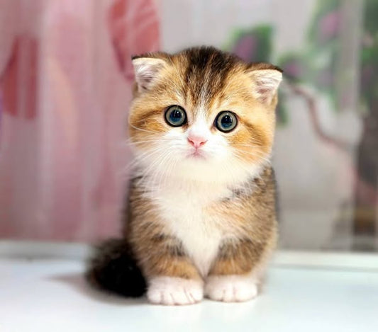 Munchkin