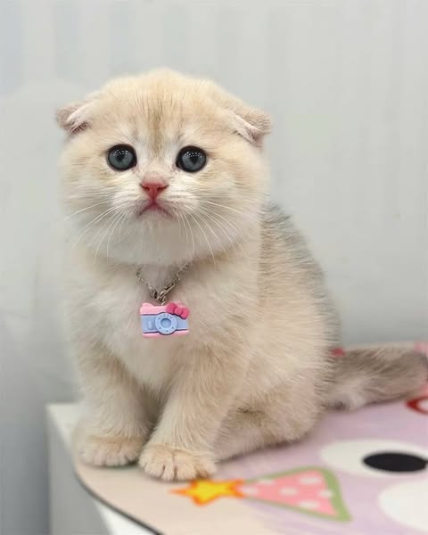 Scottish Fold