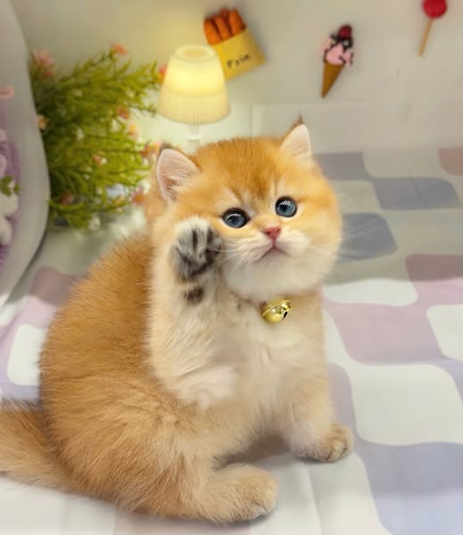 British Shorthair