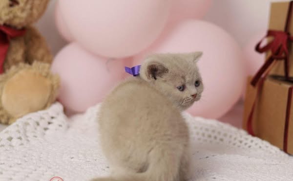 British Shorthair