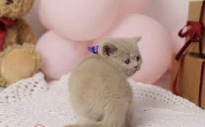 British Shorthair