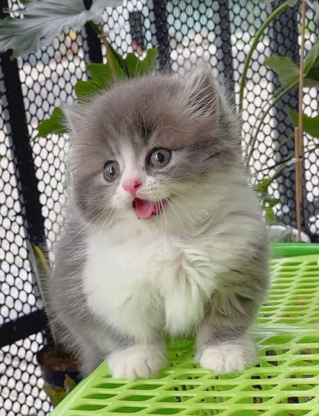 Munchkin Longhair