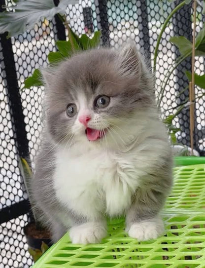 Munchkin Longhair