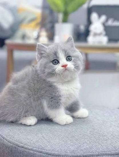 Munchkin