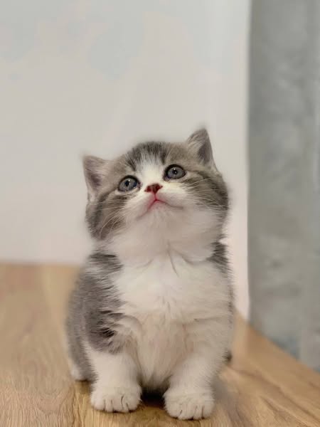 Munchkin