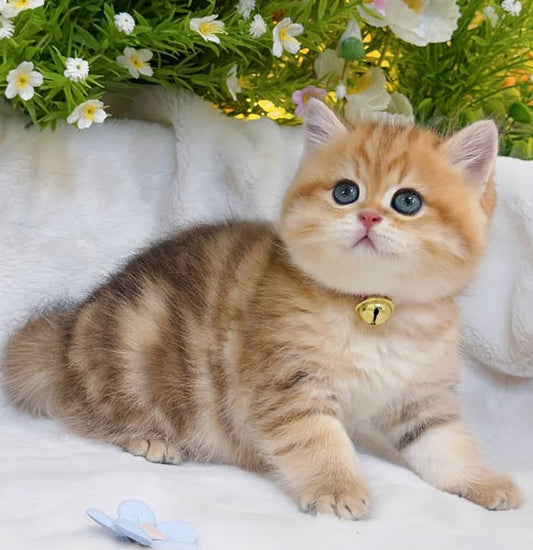 British Shorthair