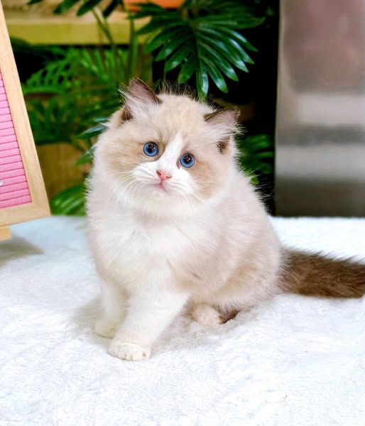 Ragdoll