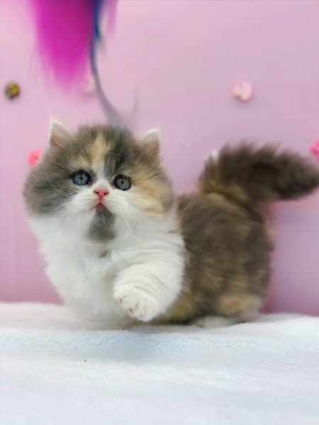Munchkin Longhair