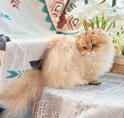 Munchkin Longhair