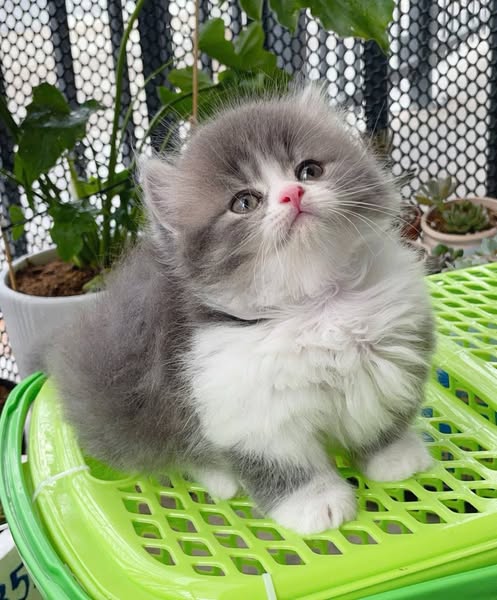 Munchkin Longhair