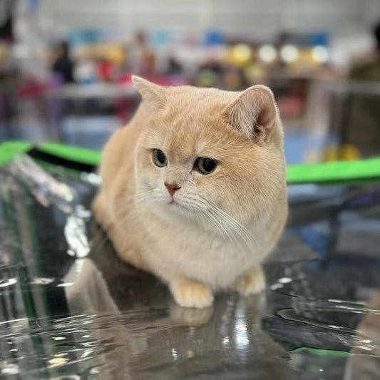 British Shorthair