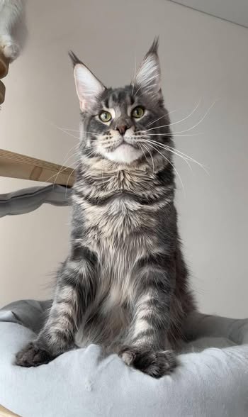 Maine Coon
