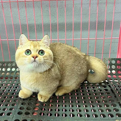 Munchkin