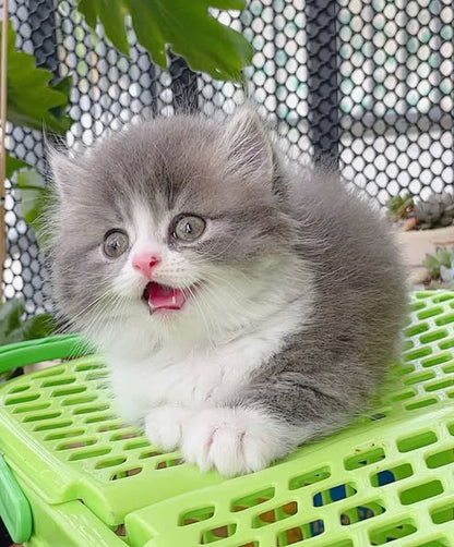 Munchkin Longhair