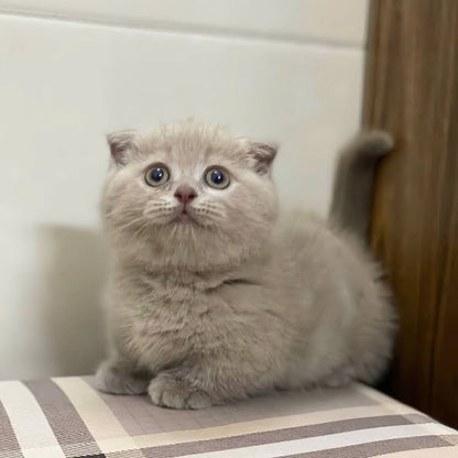 Munchkin