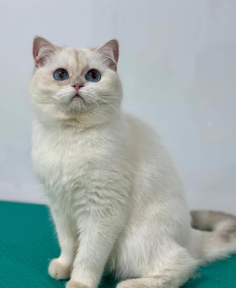British Shorthair