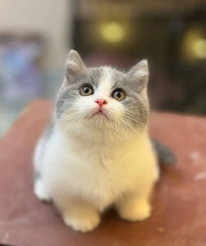 Munchkin