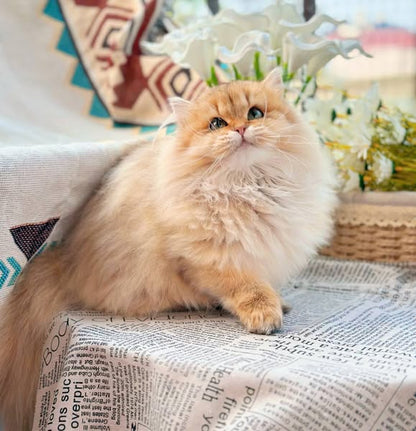 Munchkin Longhair