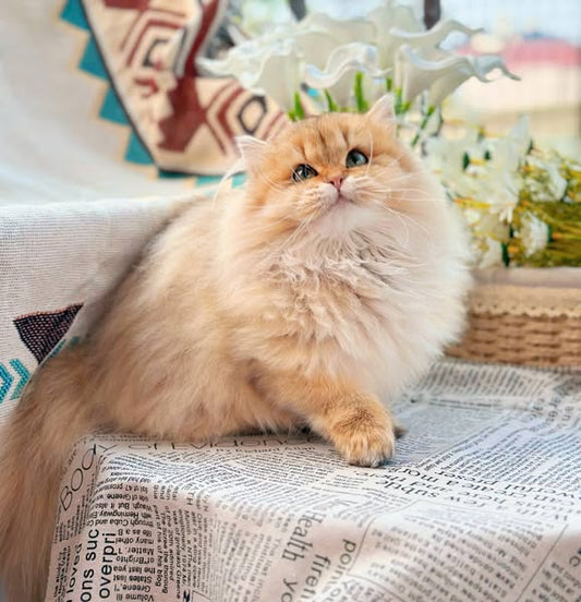 Munchkin Longhair