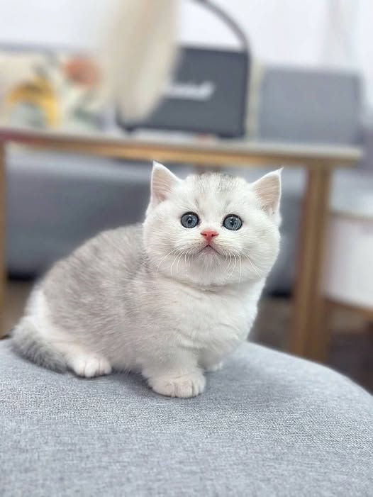 Munchkin