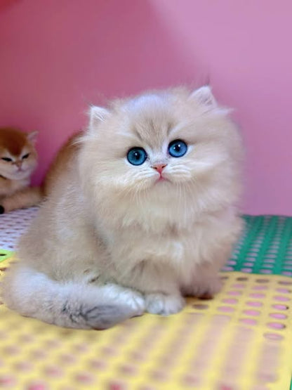 British Shorthair