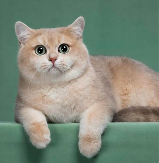 British Shorthair